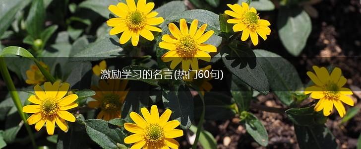 激励学习的名言(热门60句),第1张 激励学习的名言(热门60句),第1张