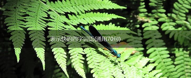 表示快的四字词语(通用70句),第1张 表示快的四字词语(通用70句),第1张