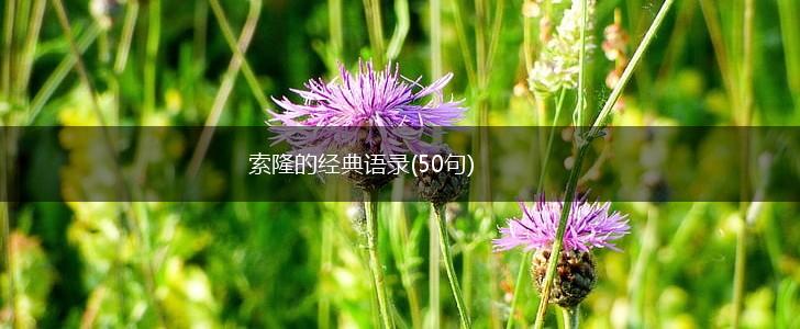 索隆的经典语录(50句),第1张