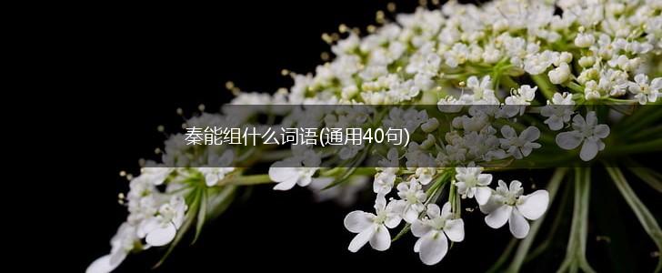 秦能组什么词语(通用40句),第1张