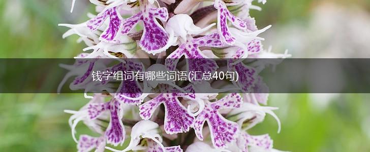 钱字组词有哪些词语(汇总40句),第1张