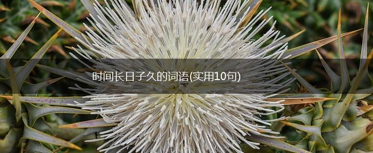 时间长日子久的词语(实用10句),第1张