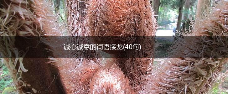 诚心诚意的词语接龙(40句),第1张