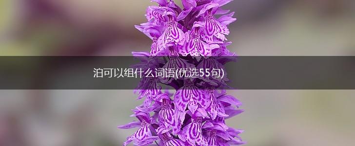 泊可以组什么词语(优选55句),第1张