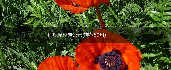 白鹿原经典语录(推荐50句),第1张