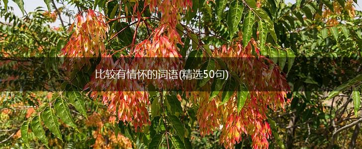 比较有情怀的词语(精选50句),第1张