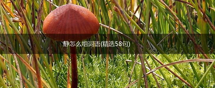 静怎么组词语(精选58句),第1张 静怎么组词语(精选58句),第1张