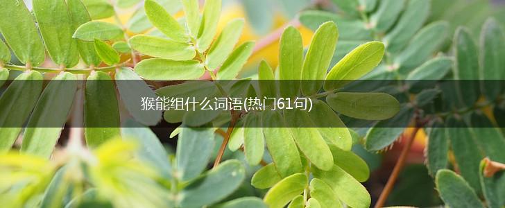 猴能组什么词语(热门61句),第1张