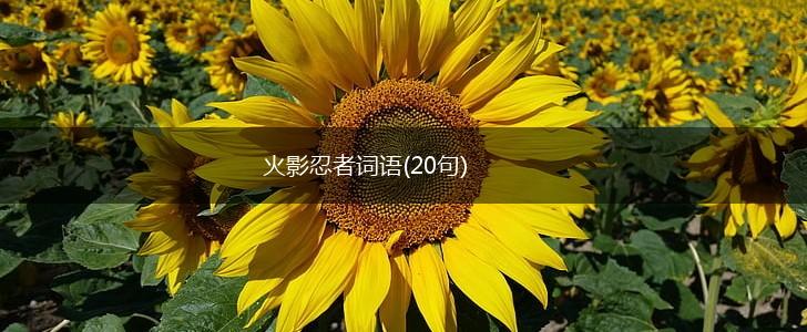 火影忍者词语(20句),第1张