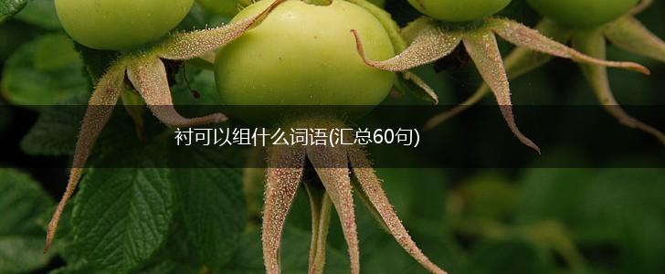 衬可以组什么词语(汇总60句),第1张