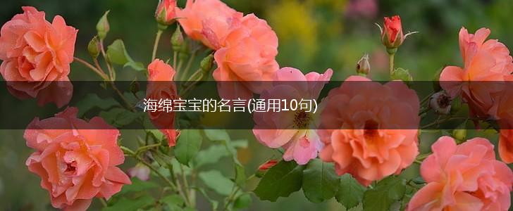 海绵宝宝的名言(通用10句),第1张