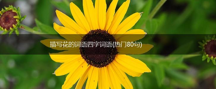 描写花的词语四字词语(热门80句),第1张