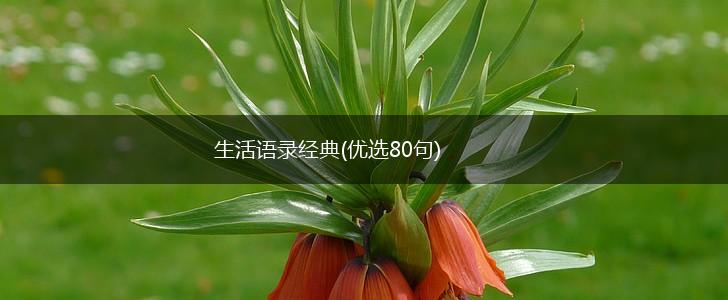 生活语录经典(优选80句),第1张