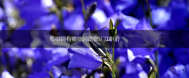 萄组词有哪些词语(热门18句),第1张