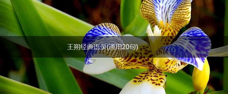 王朔经典语录(通用20句),第1张