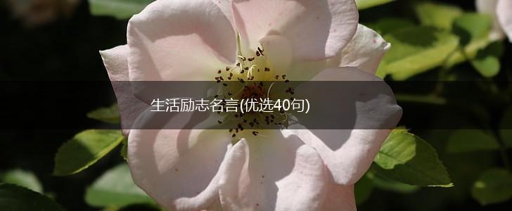 生活励志名言(优选40句),第1张