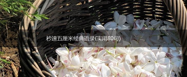 秒速五厘米经典语录(实用80句),第1张
