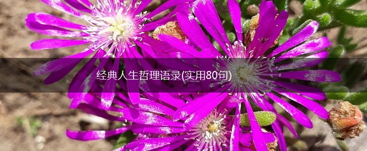 经典人生哲理语录(实用80句),第1张