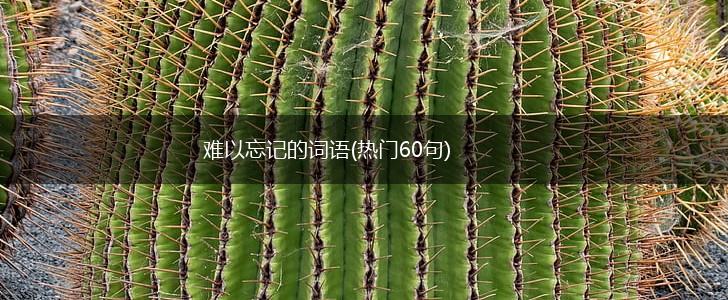 难以忘记的词语(热门60句),第1张