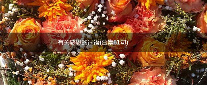 有关感恩的词语(合集61句),第1张