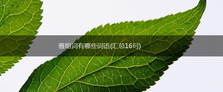 雅组词有哪些词语(汇总16句),第1张