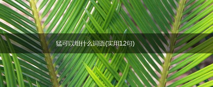 猛可以组什么词语(实用12句),第1张