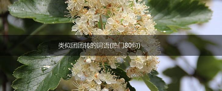 类似团团转的词语(热门80句),第1张