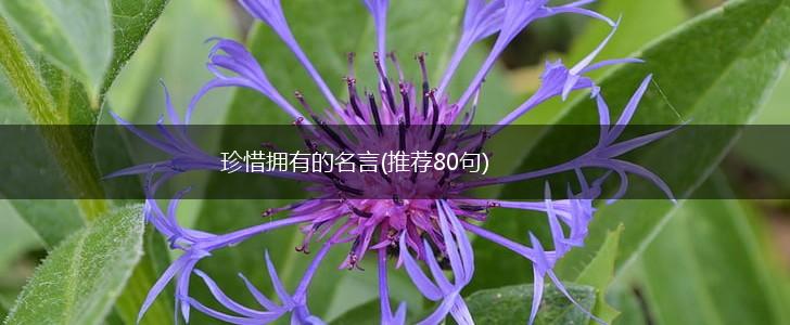 珍惜拥有的名言(推荐80句),第1张 珍惜拥有的名言(推荐80句),第1张