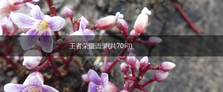 王者荣耀语录(共70句),第1张