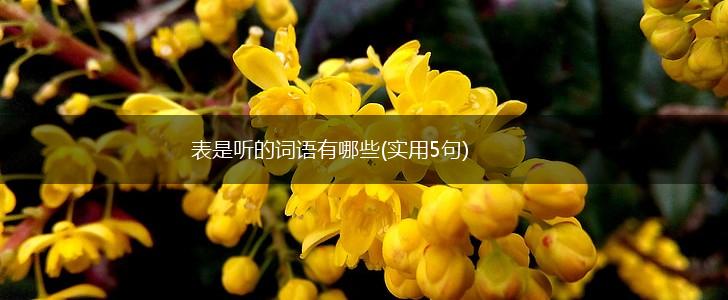 表是听的词语有哪些(实用5句),第1张