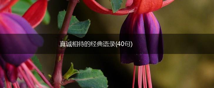 真诚相待的经典语录(40句),第1张