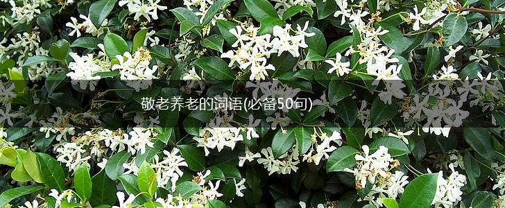 敬老养老的词语(必备50句),第1张