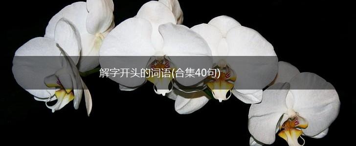解字开头的词语(合集40句),第1张