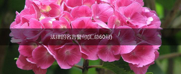 法律的名言警句(汇总60句),第1张