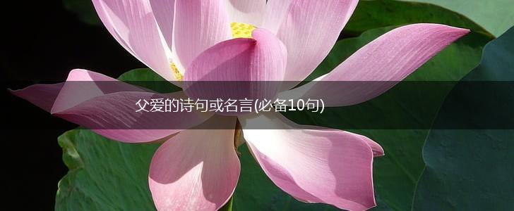父爱的诗句或名言(必备10句),第1张