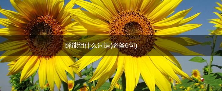 睬能组什么词语(必备6句),第1张