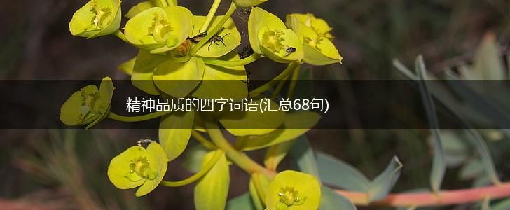 精神品质的四字词语(汇总68句),第1张