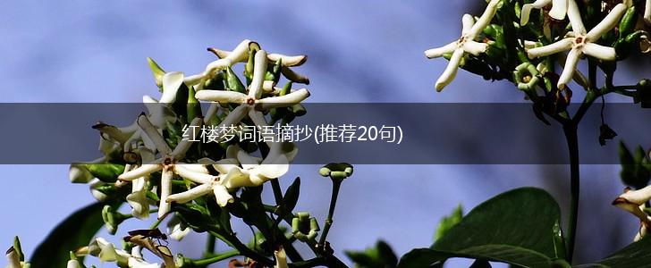 红楼梦词语摘抄(推荐20句),第1张