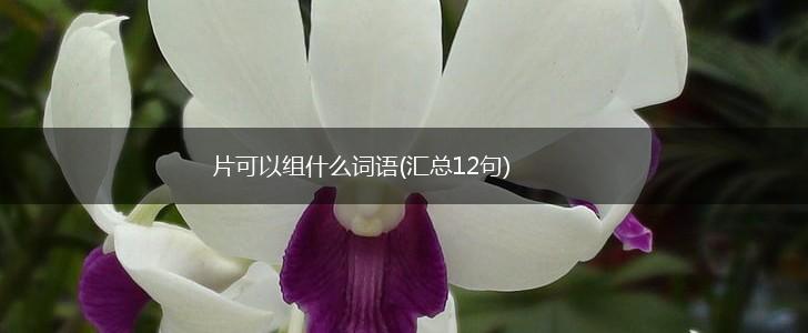 片可以组什么词语(汇总12句),第1张