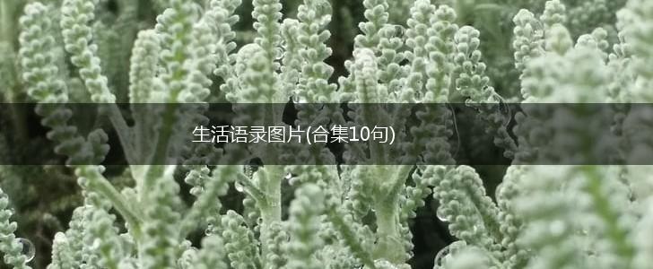 生活语录图片(合集10句),第1张