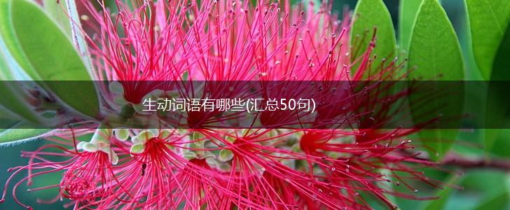 生动词语有哪些(汇总50句),第1张 生动词语有哪些(汇总50句),第1张