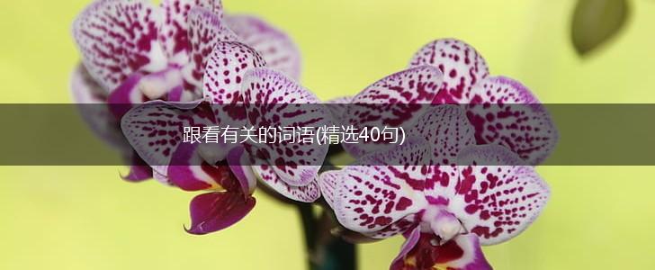 跟看有关的词语(精选40句),第1张