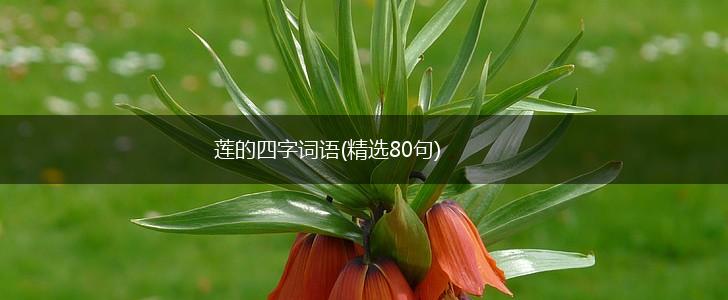 莲的四字词语(精选80句),第1张