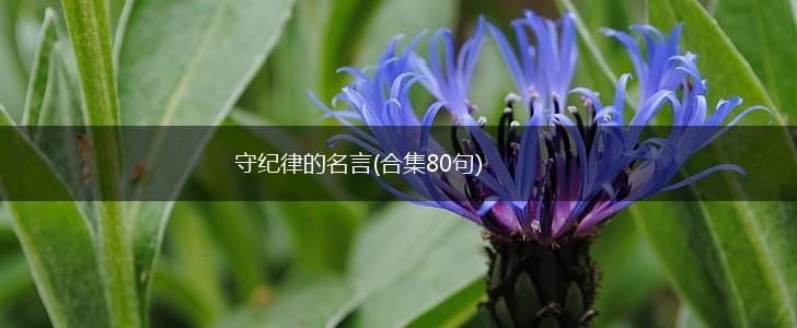 守纪律的名言(合集80句),第1张