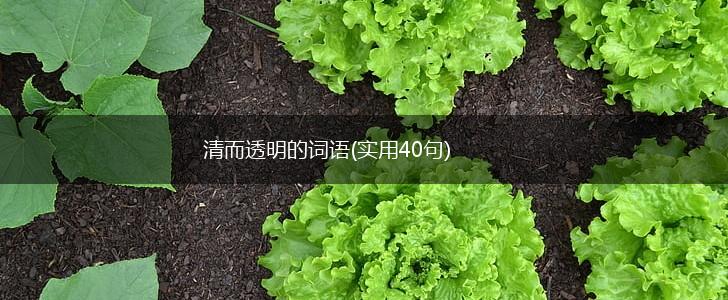 清而透明的词语(实用40句),第1张