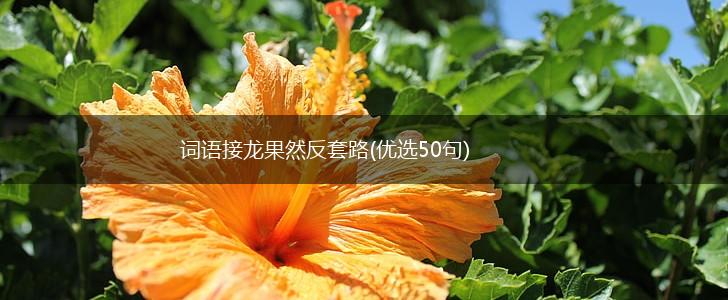 词语接龙果然反套路(优选50句),第1张