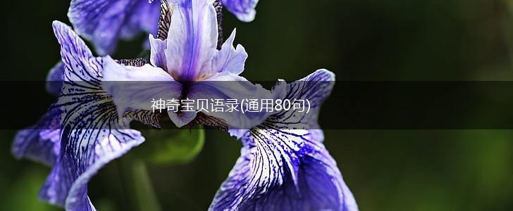 神奇宝贝语录(通用80句),第1张