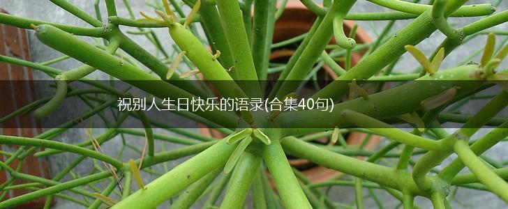 祝别人生日快乐的语录(合集40句),第1张