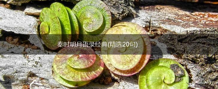 秦时明月语录经典(精选20句),第1张