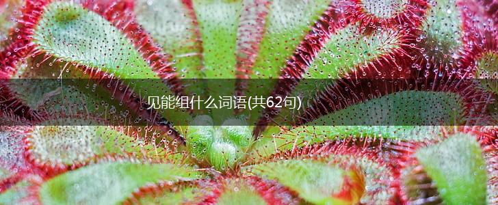 见能组什么词语(共62句),第1张